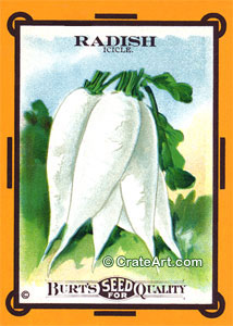 RADISH (SV) #4O