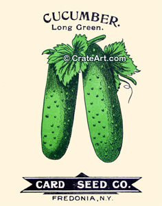 CUCUMBER (SV) #4