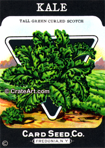KALE (SV) #582