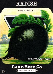 RADISH (SV) #683