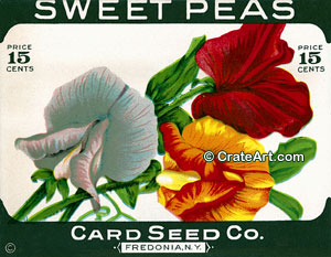 SWEET PEAS (SF) #312-15