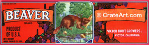 BEAVER (G) #1