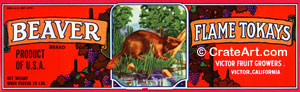 BEAVER (G) #2