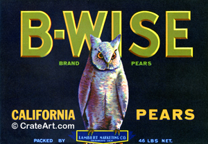 B-WISE (P) #1