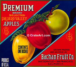 PREMIUM (A) #2