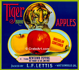 TIGER (A) #2