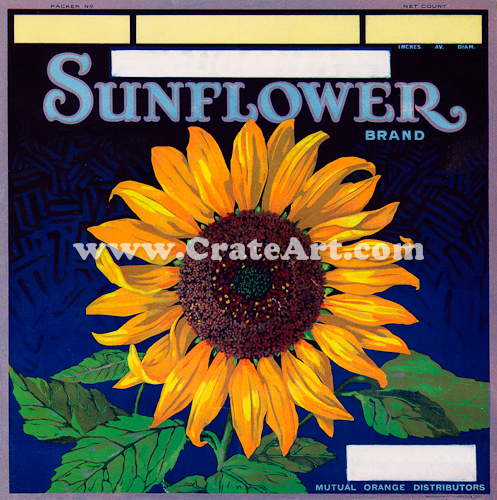 SUNFLOWER (O) #8