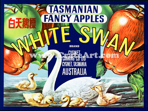 WHITE SWAN (AA) #3