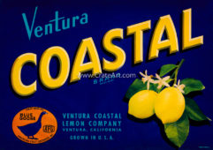 COASTAL (L)
