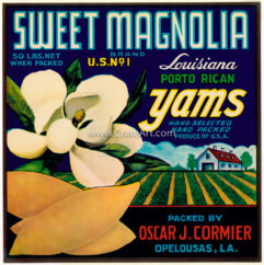 SWEET MAGNOLIA (Y) #4