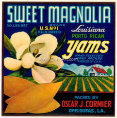 SWEET MAGNOLIA (Y) #5