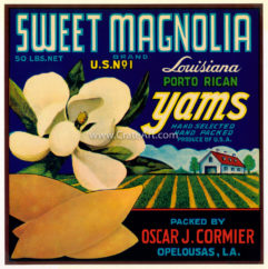 SWEET MAGNOLIA (Y) #6