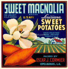 SWEET MAGNOLIA (Y) #8