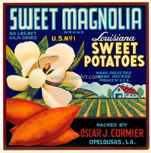 SWEET MAGNOLIA (Y) #8